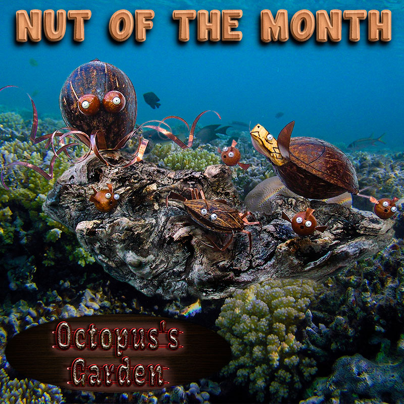 Nut Of The Month for February 2014