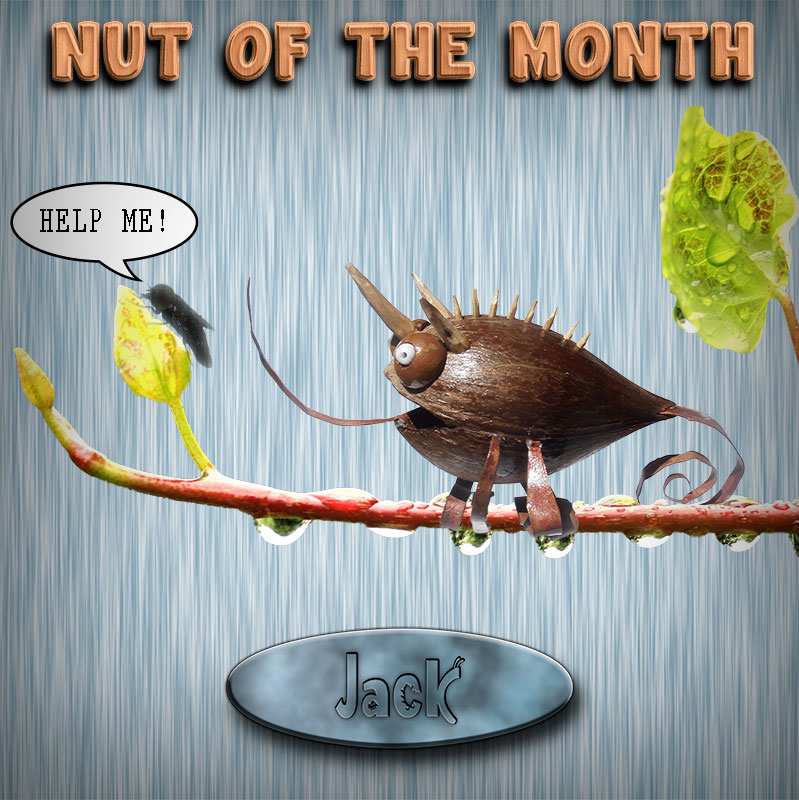 Nut Of The Month for Januaryl 2014