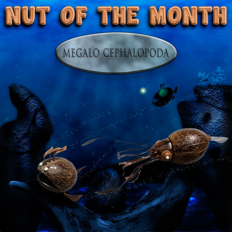 Nut Of The Month for September 2013